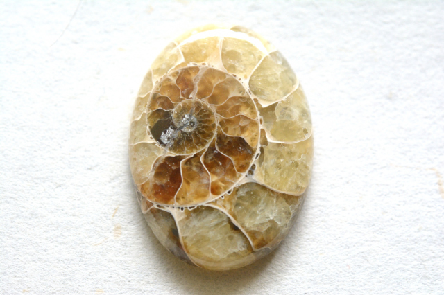 アンモナイト 化石【7】ルース・カボション（27.5×20mm）