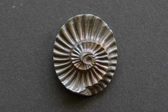アンモナイト 化石【14】ルース・カボション（24×18.5mm）