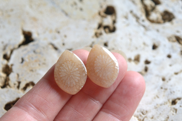 フォッシルコーラル（ペトリファイドコーラル）・ペア【50】ルース・カボション　（19.5×14mm）