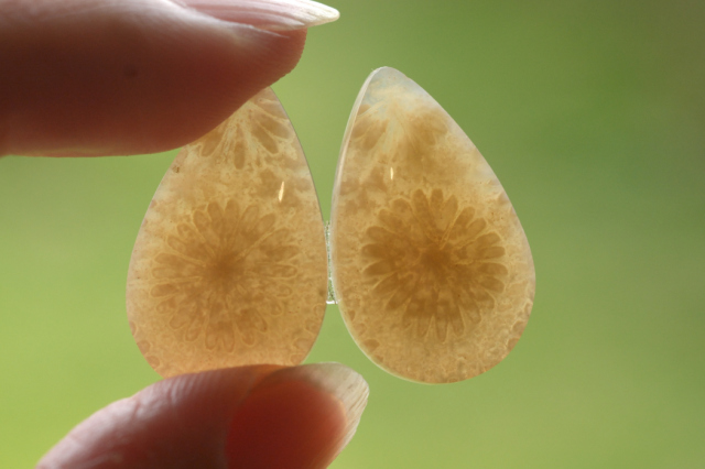 フォッシルコーラル（ペトリファイドコーラル）・ペア【52】ルース・カボション　（23×14mm）