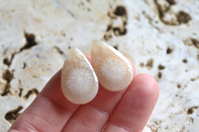 フォッシルコーラル（ペトリファイドコーラル）・ペア【52】ルース・カボション　（23×14mm）