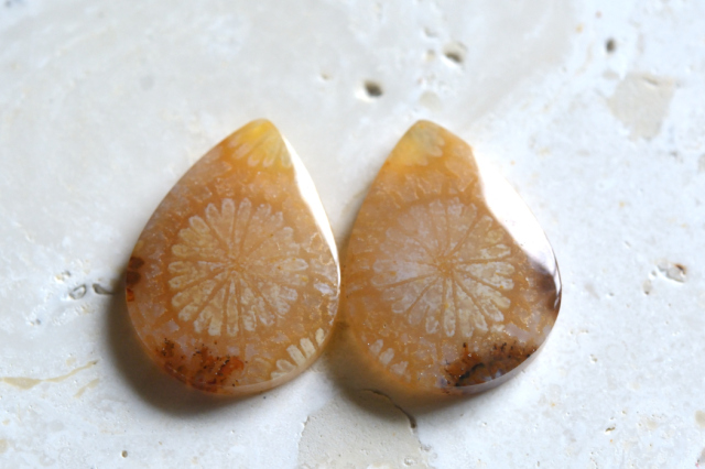 フォッシルコーラル（ペトリファイドコーラル）・ペア【59】ルース・カボション　（19.5×14.5mm）
