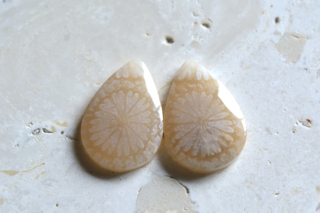 フォッシルコーラル（ペトリファイドコーラル）・ペア【60】ルース・カボション　（17.5×12mm）