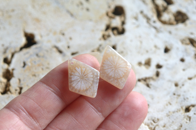 フォッシルコーラル（ペトリファイドコーラル）・ペア　穴あき【66】ルース・カボション　（18.5×13.5mm）