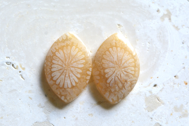 フォッシルコーラル（ペトリファイドコーラル）・ペア　穴あき【71】ルース・カボション　（19.5×13mm）