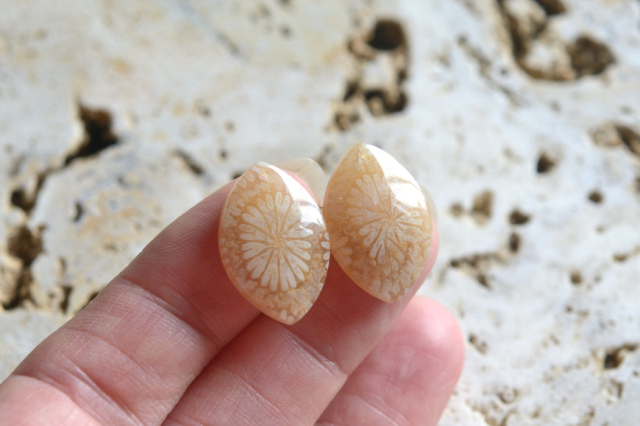 フォッシルコーラル（ペトリファイドコーラル）・ペア　穴あき【71】ルース・カボション　（19.5×13mm）