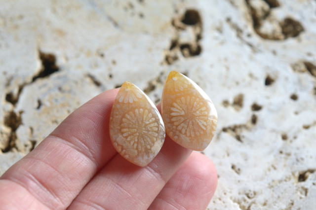 フォッシルコーラル（ペトリファイドコーラル）・ペア　穴あき【75】ルース・カボション　（21.5×13.5mm）