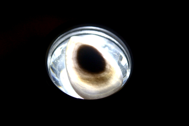 オブシディアン【11】ルース・カボション（21×14mm）