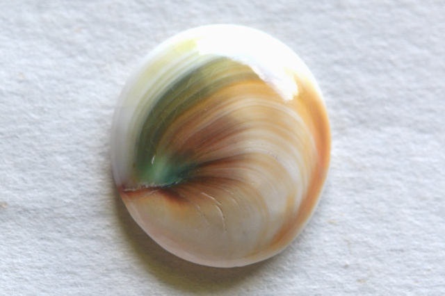 シヴァアイ【9】ルース・カボション（23×21mm）