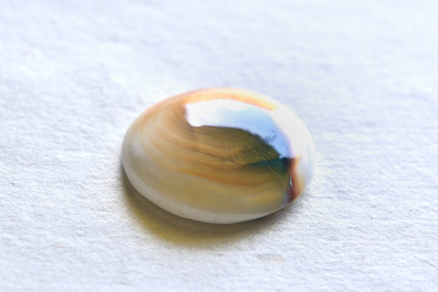シヴァアイ【11】ルース・カボション（25×23.5mm）