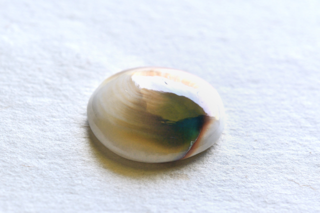 シヴァアイ【14】ルース・カボション（24×22mm）
