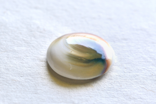 シヴァアイ【16】ルース・カボション（24.5×23mm）