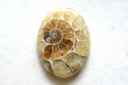 アンモナイト 化石【7】ルース・カボション（27.5×20mm）