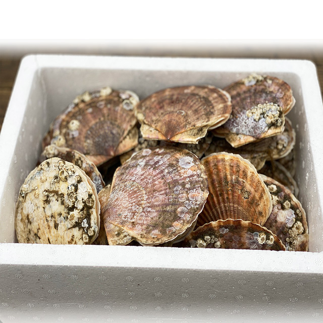 大場水産　根室産天然ホタテ