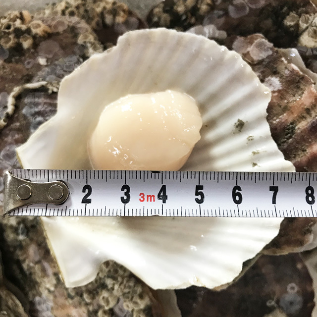 大場水産　根室産天然ホタテ