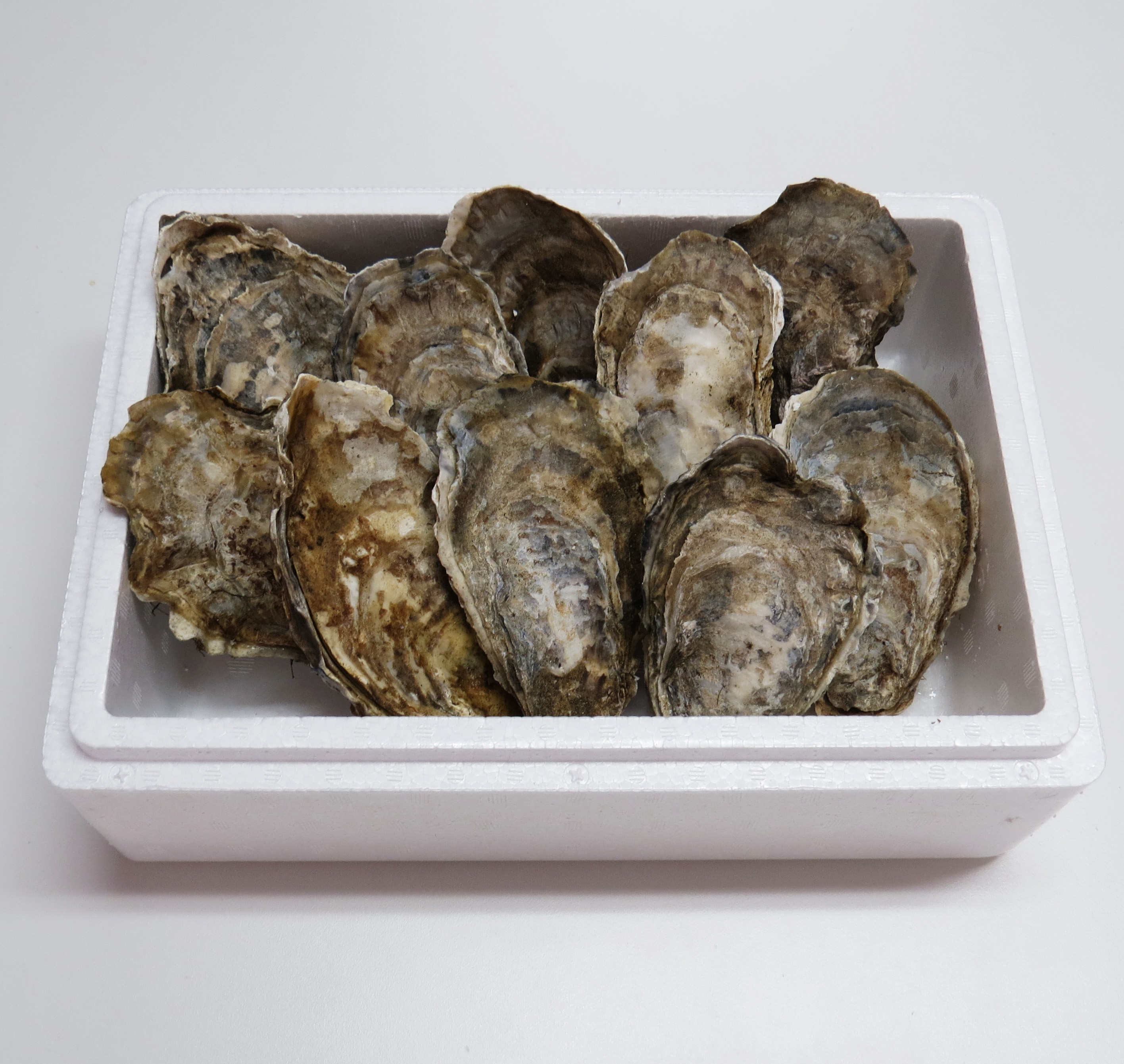 大場水産　根室牡蛎