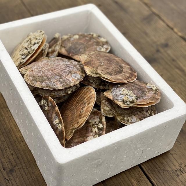 大場水産　根室産天然ホタテ