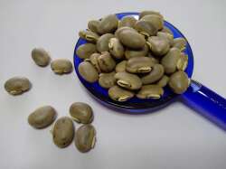 八升豆　生豆５０粒　令和3年１月　　　収穫の国内産　　送料有料　レターパックライト