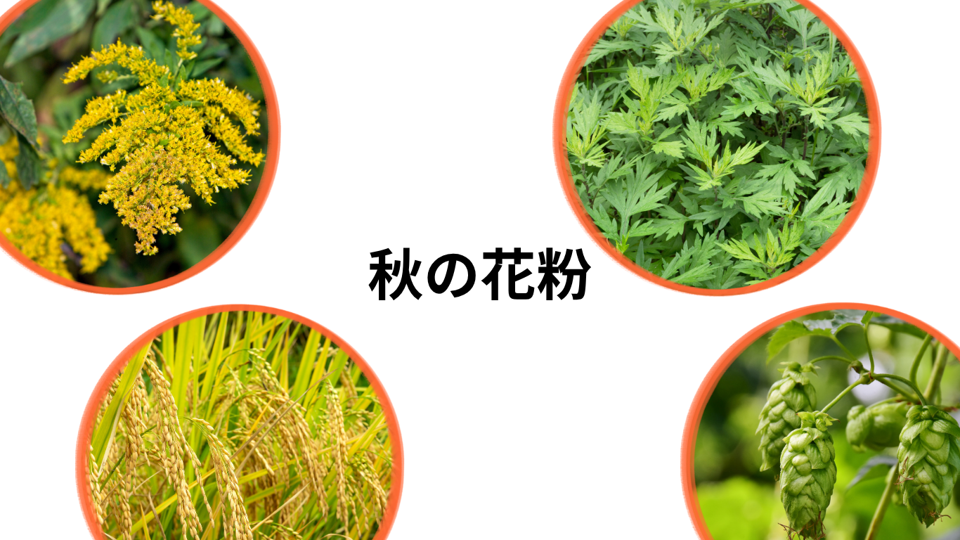 秋の花粉