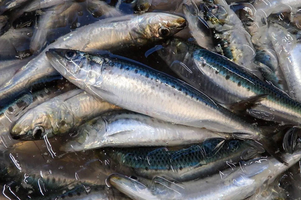 送料無料》まいわし生 5kg（釣り餌用・食用）｜富山県 魚津市の魚介