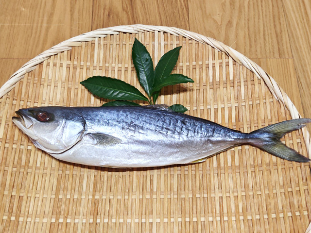 フクラギ開き　いしるだし干し