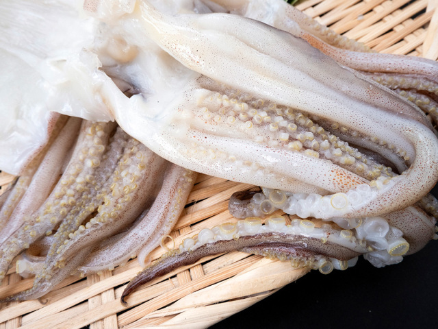 富山湾産 するめいか一夜干し 吸盤