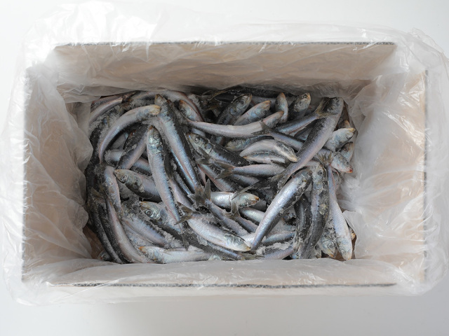 送料無料》まいわし生 5kg（釣り餌用・食用）｜富山県 魚津市の魚介