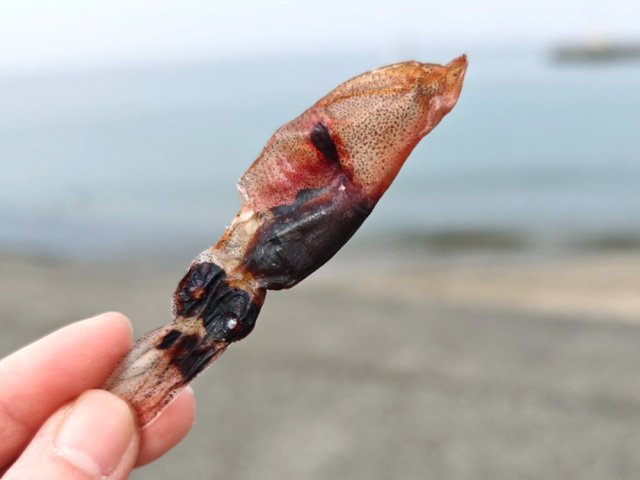 新物ほたるいか素干