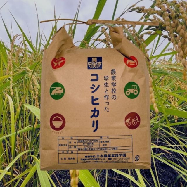 コシヒカリ