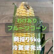 収穫日即日発送　新鮮朝採りヤングコーン200本　ゴールドラッシュのベビーコーン 今しか食べれない!! ”採れたて新鮮” ひげつきヤングコーン 20本