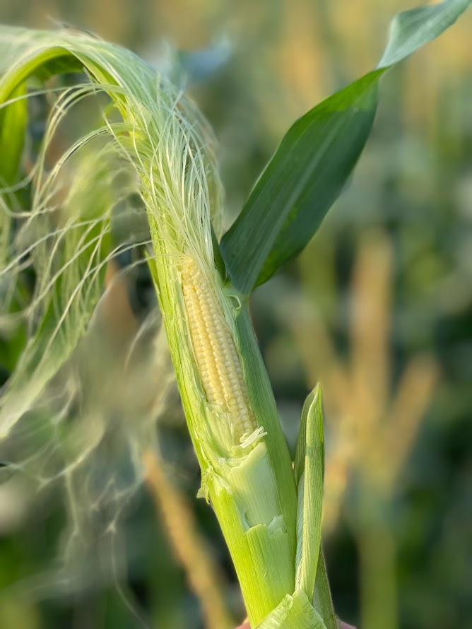 生ヤングコーン 新鮮皮付き 30本入り ベビーコーン　収穫即日直送　6月中旬より