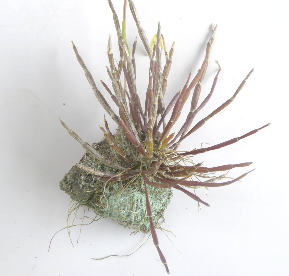 山野草のオブジェ / 吊り下げ用（石斛（せっこく））