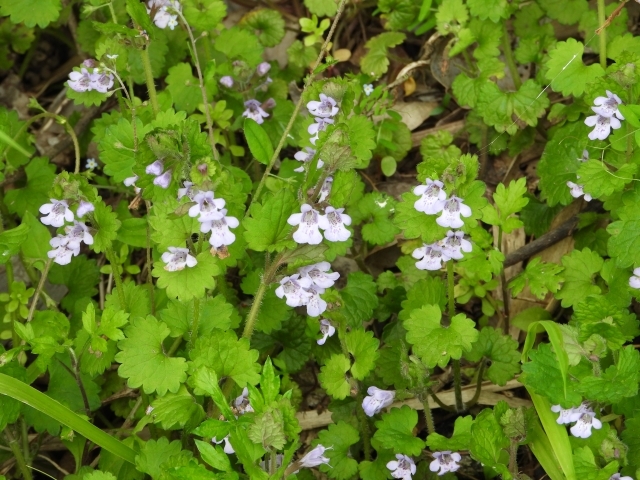 カキドオシしそ科　コンパニオンプランツ　 グランドカバー お茶　薬草　ハーブ山葡 和草ハーブティー『香月茶』流（Flow Brend)：大分県産の加工品｜食べ
