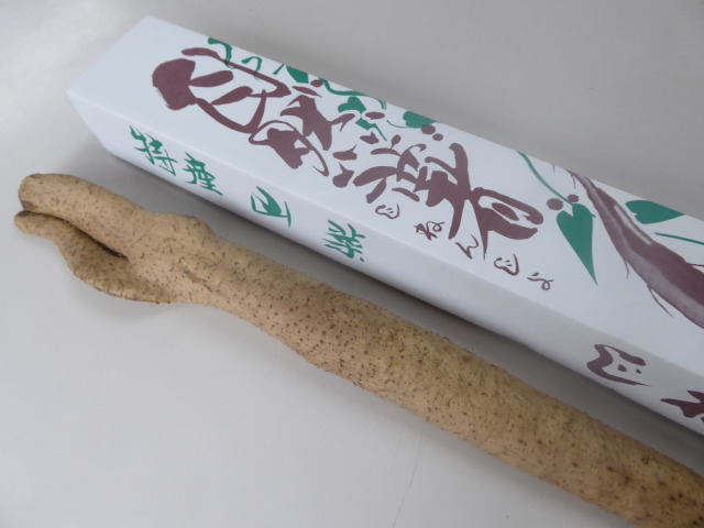 自然薯（１本もの）800～900g