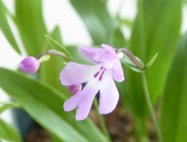 産直ネットショップ農吉 三村さんの山野草