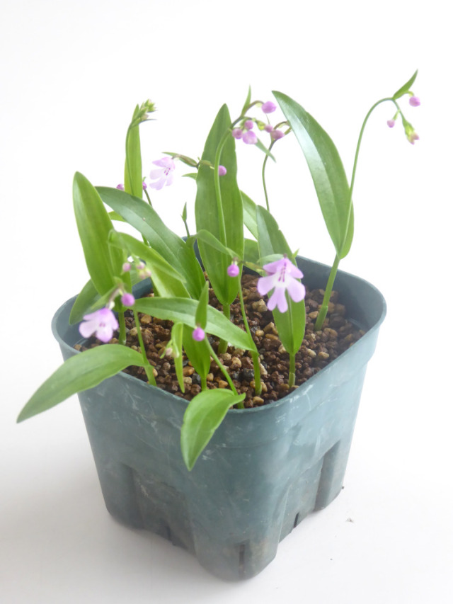 産直ネットショップ農吉 三村さんの山野草