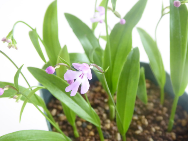 エノモトチドリ ※価格応談