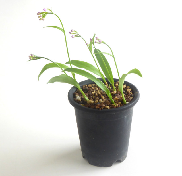 山野草、ラン科植物、チドリ類　[ウチョウラン]　自然種大小100球以上 山野草、ラン科植物、チドリ類 [ウチョウラン] 自然種大小100球以上 ら*