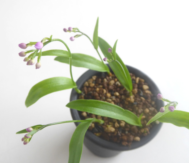 産直ネットショップ農吉 三村さんの山野草