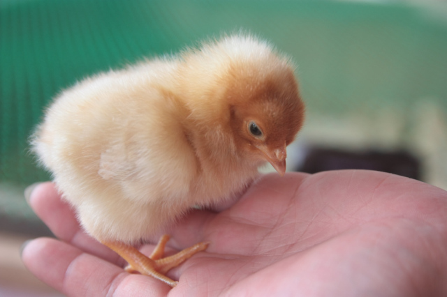 そらのとりふぁーむ 平飼い自然卵（6コ入）