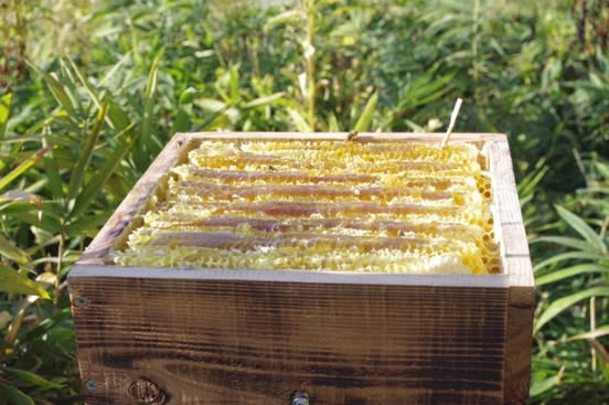 桑田さんの日本みつばちのはちみつ 300g