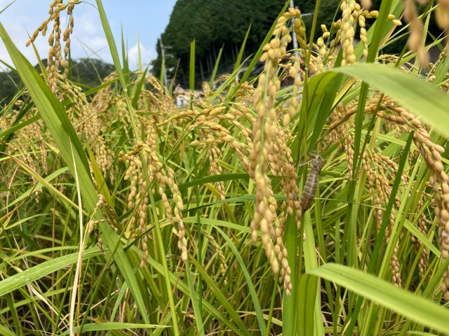 清水農園こしひかり 玄米 5kg（白米4.5kg） 令和7年産 特栽米