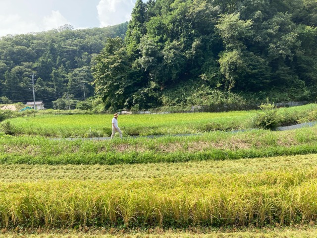 清水農園こしひかり 玄米 5kg（白米4.5kg） 令和7年産 特栽米
