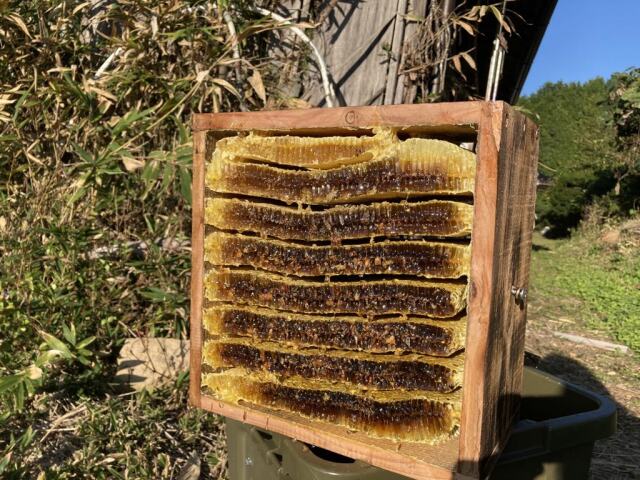 みつばちさん専用 桑田さんの日本みつばちのはちみつ 300g