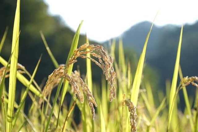 清水農園こしひかり 玄米 5kg（白米4.5kg） 令和7年産 特栽米