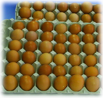 【期間限定】【送料無料】初産みたまご40個【割れ保証10個付き】