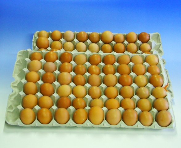 初産みたまご100個【割れ保証8個付き】