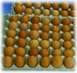 【期間限定】【送料無料】初産みたまご40個【割れ保証10個付き】