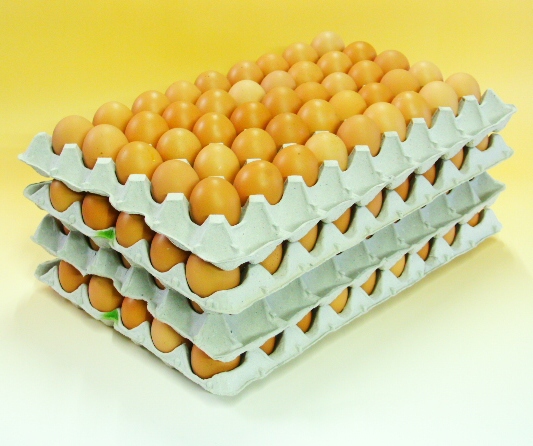 【送料無料】平飼いたまご10キロMS～M