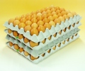 【送料無料】平飼いたまご10キロMS～M